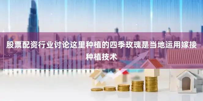 股票配资行业讨论这里种植的四季玫瑰是当地运用嫁接种植技术